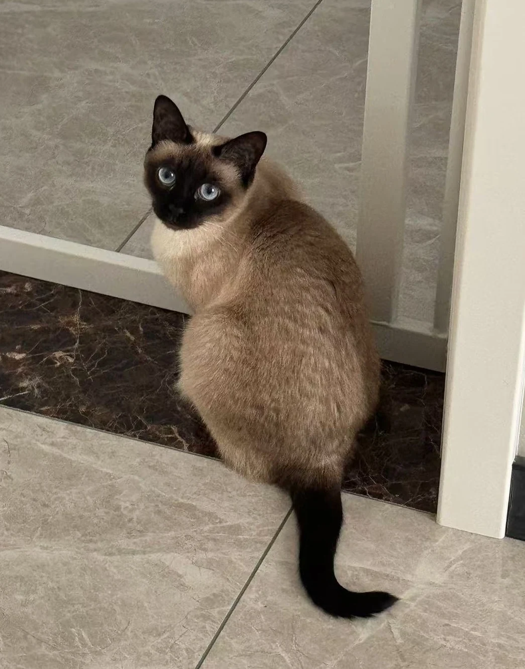 Erbing, our Siamese cat, looking back toward the camera