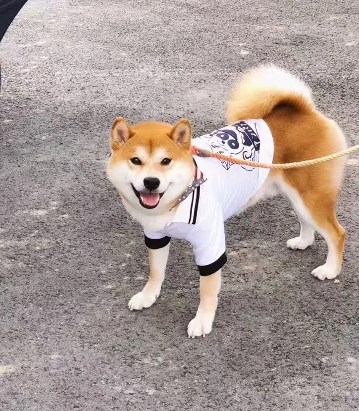 Liuyi, our red Shiba Inu, smiling outdoors
