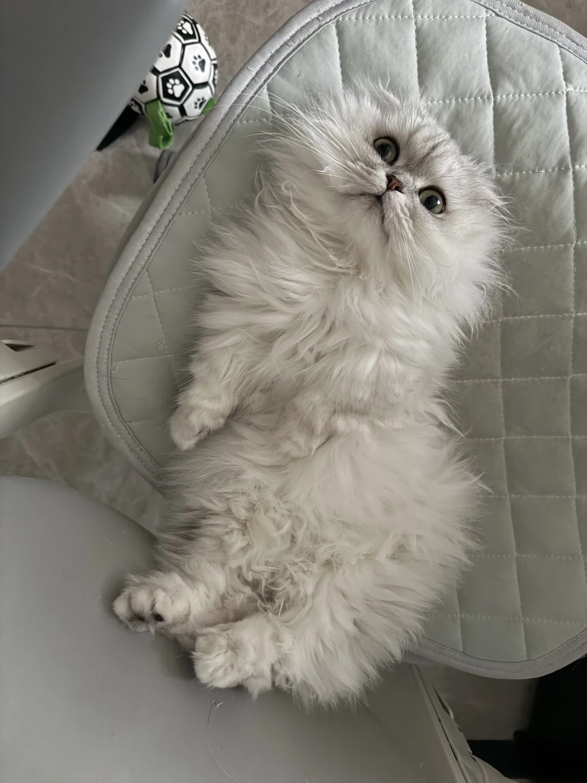 Qitiao, our long-haired cat, looking up from a chair