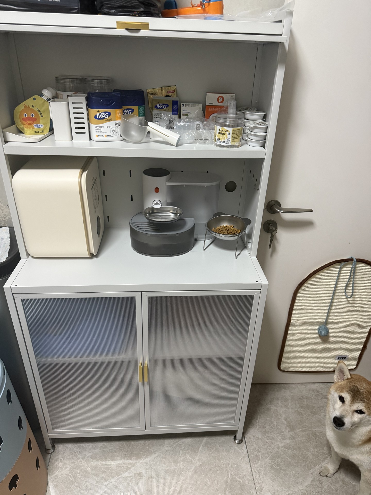 Current feeding setup for Erbing and Qitiao in our multi-pet home