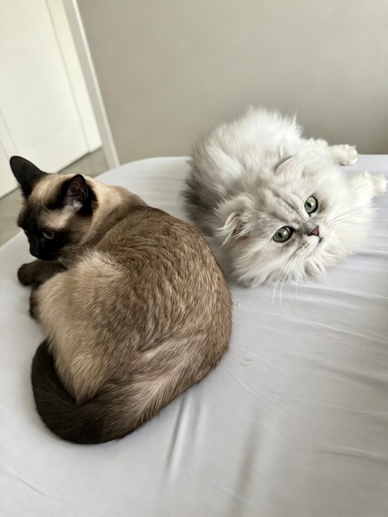Erbing and Qitiao in our multi-cat household